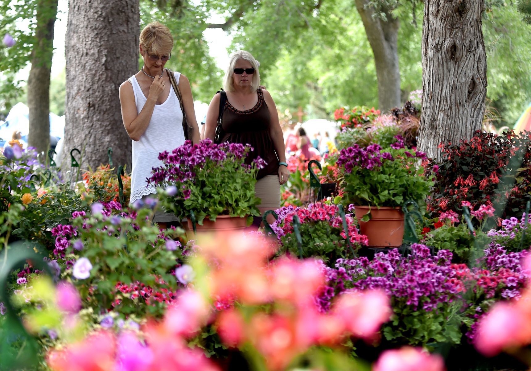 Debi Norby looks at geraniums